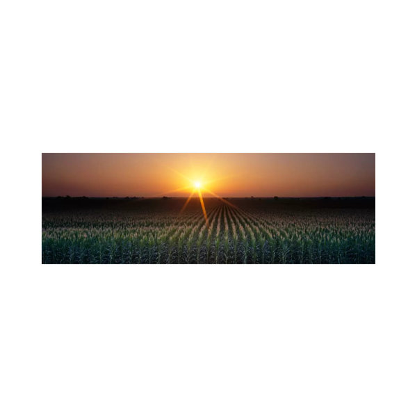 August Grove Sunrise, Crops, Farm, Sacramento, California, USA